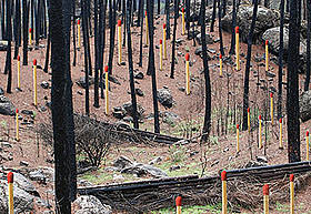 incendios forestales WWF